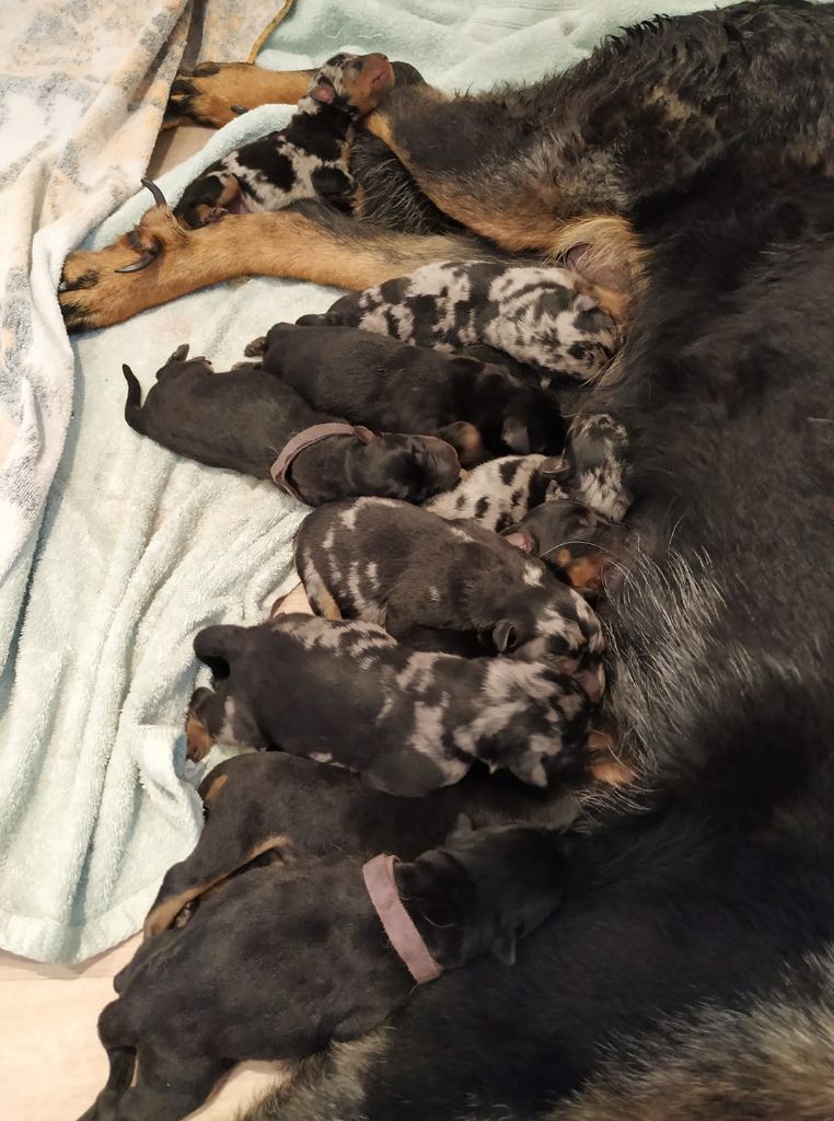 Des Terres d'Athena - Les chiots sont nées !!!!