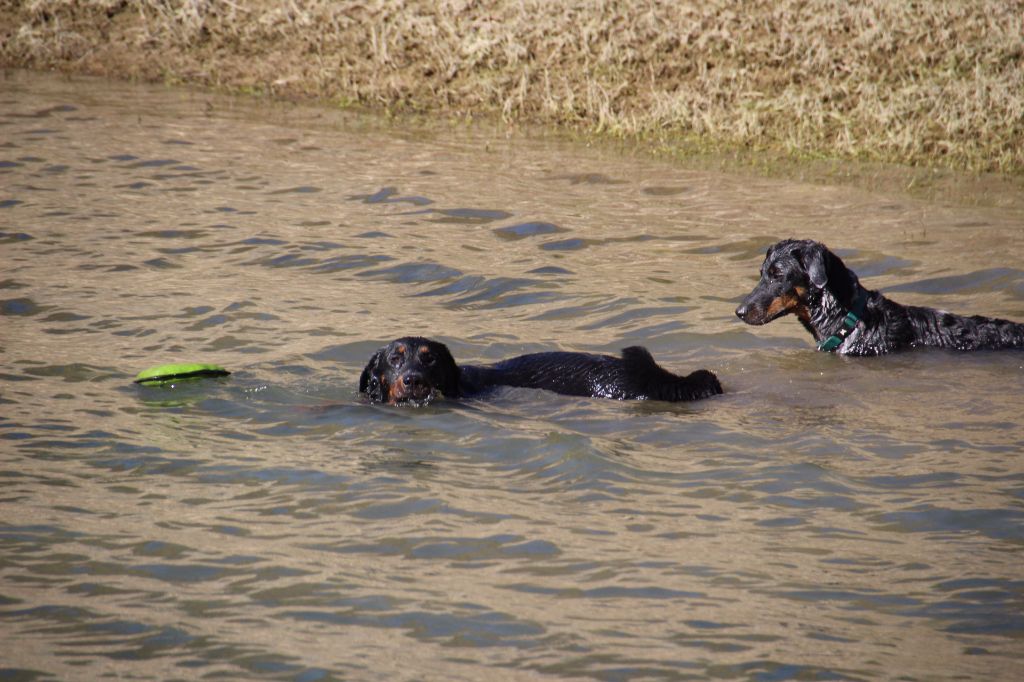 chiens en balade