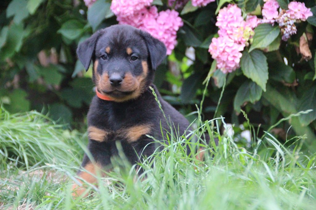 Chiots